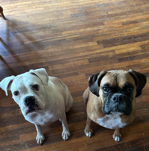 Suzanna C. review of Bark-Less Bites image 1 out of 1