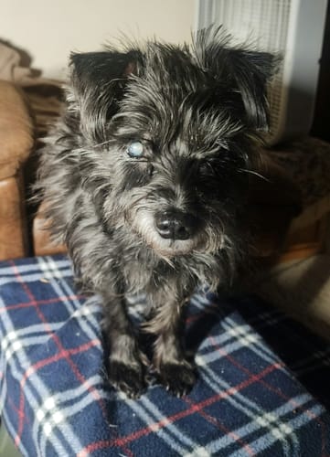 Lori E. review of Bark-Less Bites image 1 out of 1