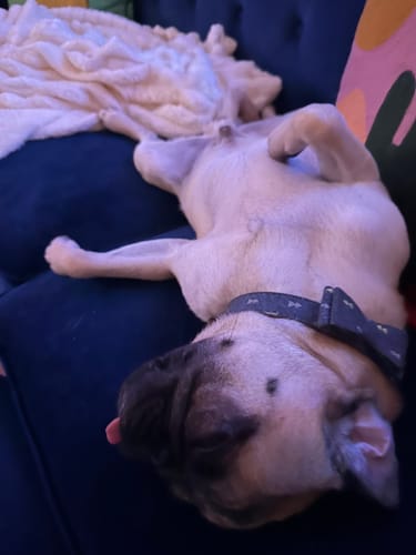 Christopher C. review of Bark-Less Bites image 1 out of 1