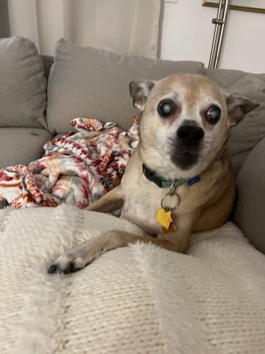 Robin S. review of Bark-Less Bites image 1 out of 1