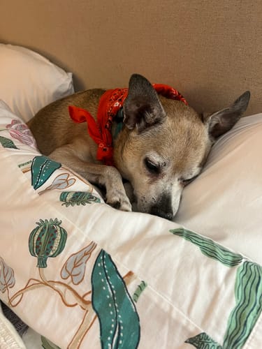 Robin S. review of Bark-Less Bites image 1 out of 1